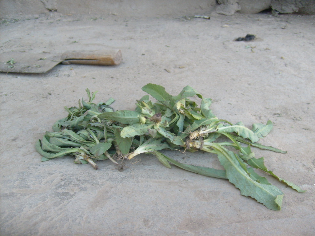 别名: a target="_blank" href="/item/苦苣菜/3067175" data-lemma