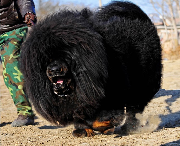  p>中国青海玉树藏獒官网,简称玉树藏獒网,是青海玉树最具权威性与