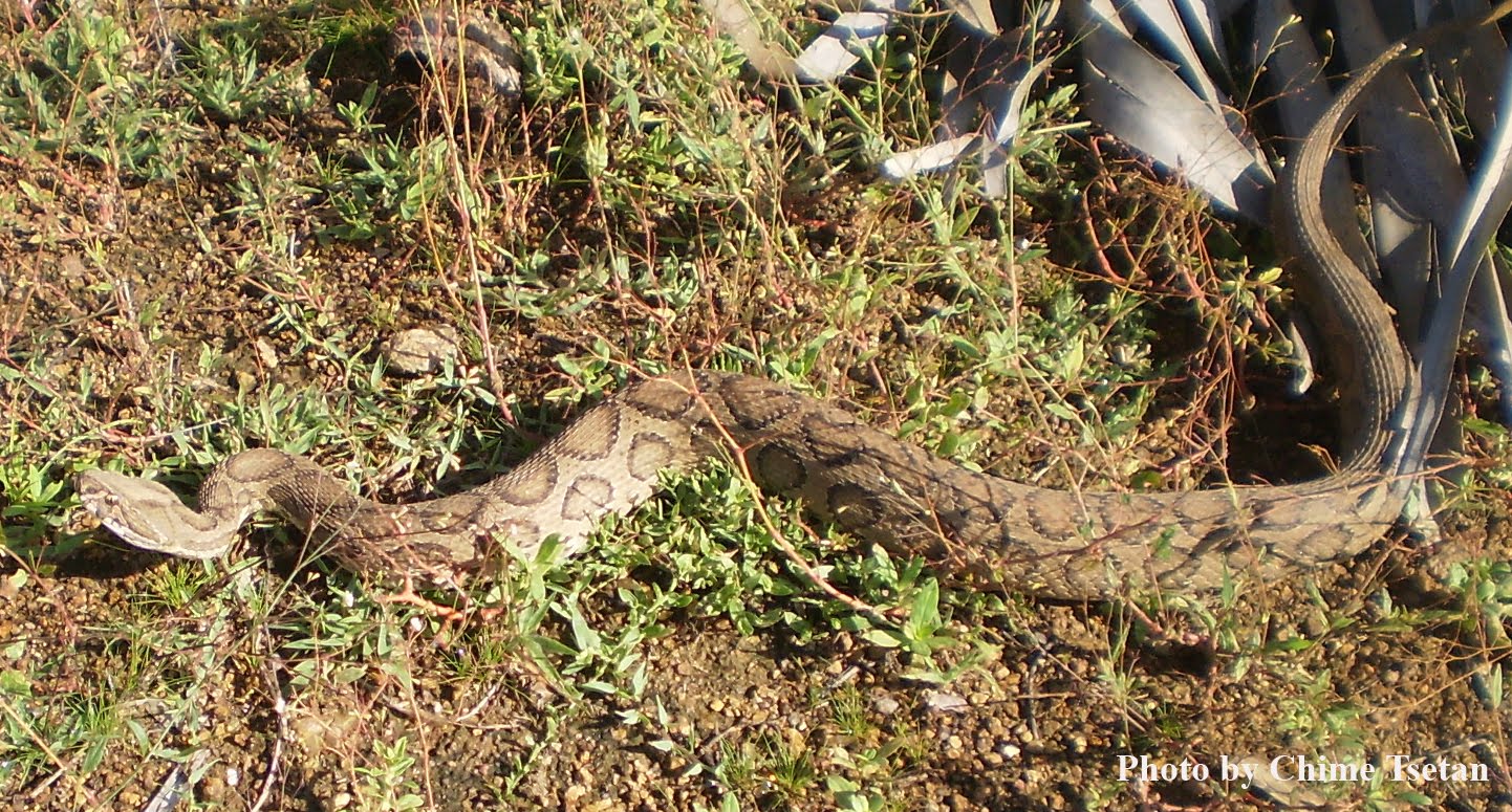 russelii),一种有毒蛇类,主要分布于亚洲至印度次大陆地区,东南亚