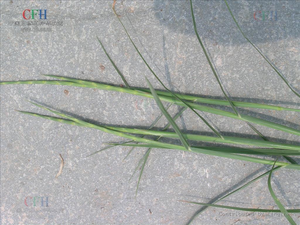  p>牛鞭草属,有8种,分布于东半球 a href="#" data-lemmaid="1696780"