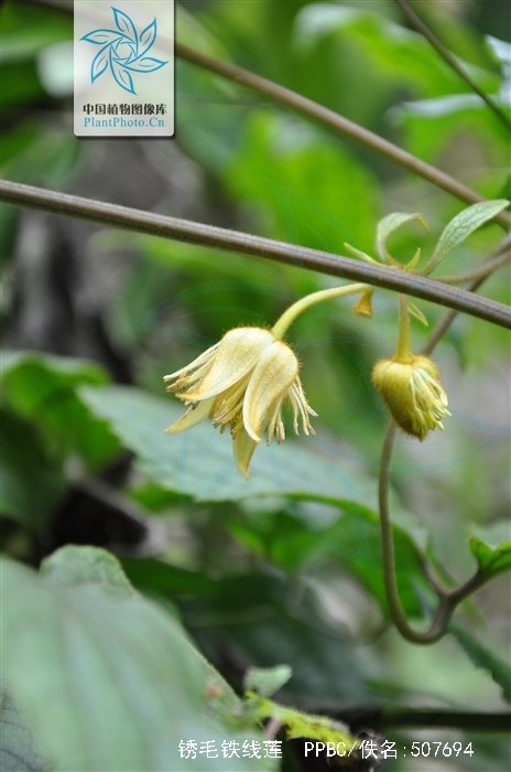 锈毛铁线莲