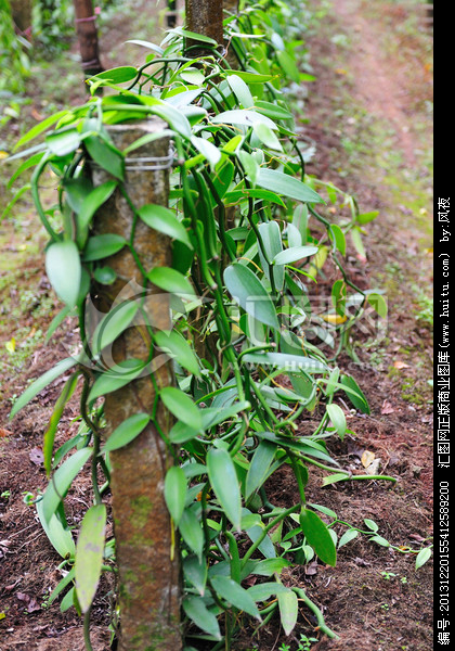 piper submultinerve var. nandanicum