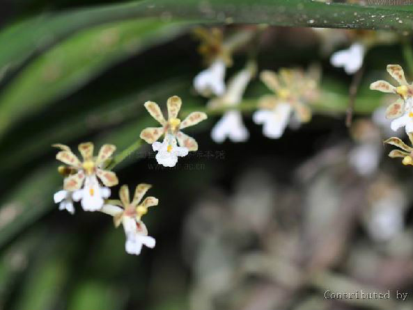  p>小掌唇兰(学名: i>staurochilus loratus /i>   (rolfe ex downie)