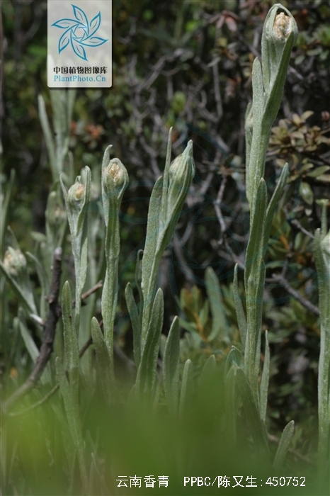 anaphalis yunnanensis
