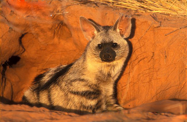  p>土狼(学名: i>proteles cristatus /i>):体长约80厘米,肩部高而