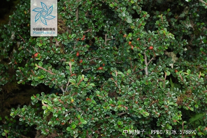  p>中甸栒子(学名: i>cotoneaster langei  /i>klotz)是蔷薇科栒子属