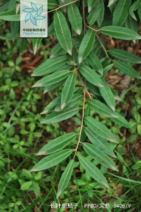  p> a href="#" data-lemmaid="3032822">长叶胡颓子 /a>,别名:马鹊树