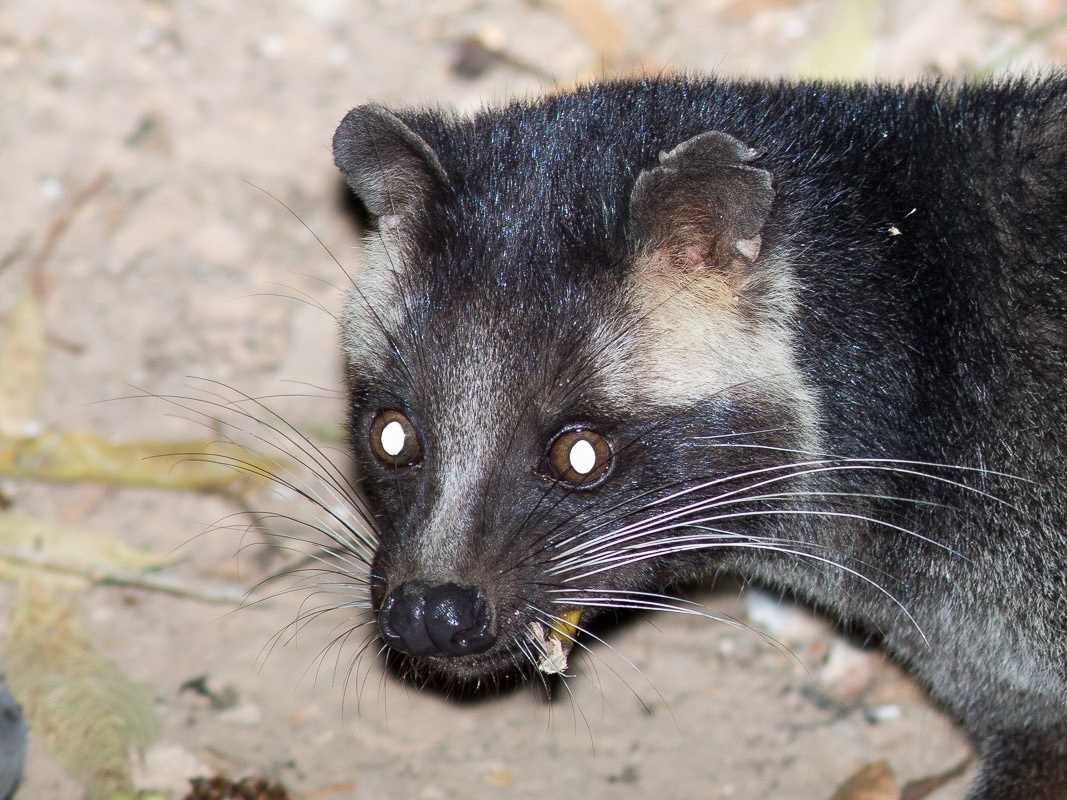  p>花面狸(学名: i>paguma larvata /i>)是灵猫科,花面狸属食肉动物