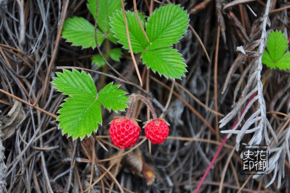  p>五叶草莓( fragaria pentaphylla lozinsk),为蔷薇科草莓属多年生