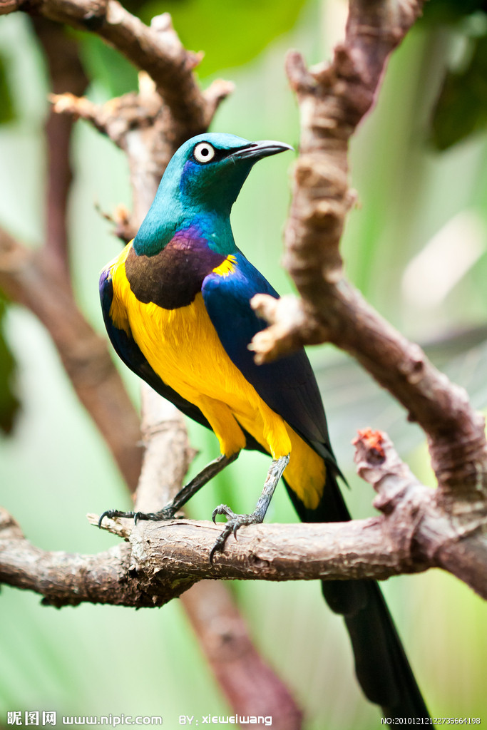  p>金胸丽椋鸟属中型 a target="_blank" href="/item/鸟类/278334"