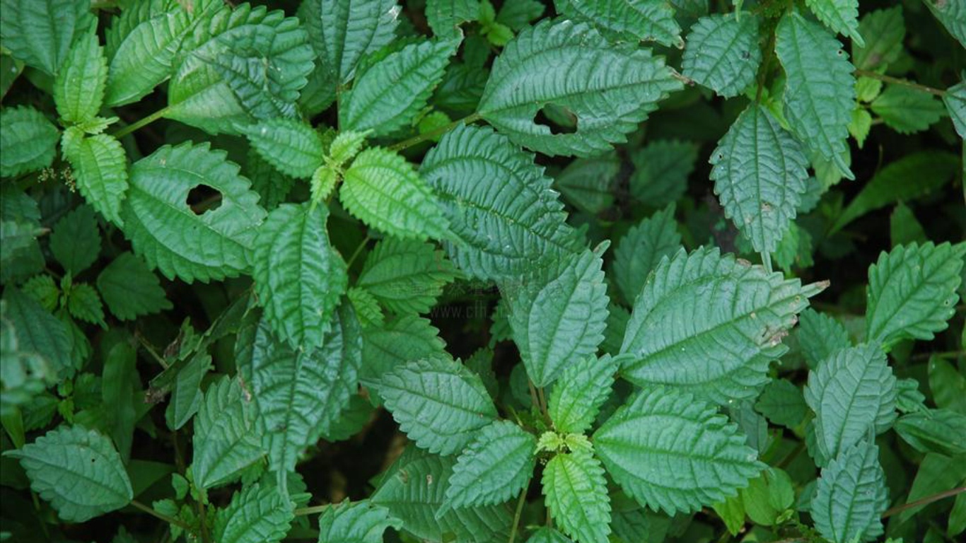  p>钝齿冷水花(学名: i>pilea penninervis /i> c. j.