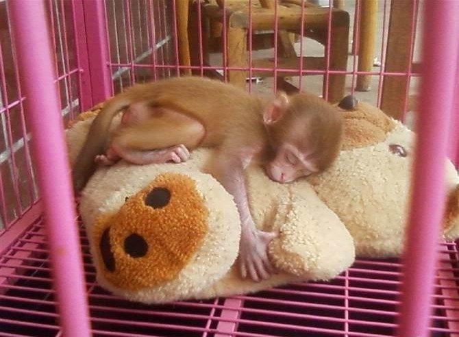袖珍石猴