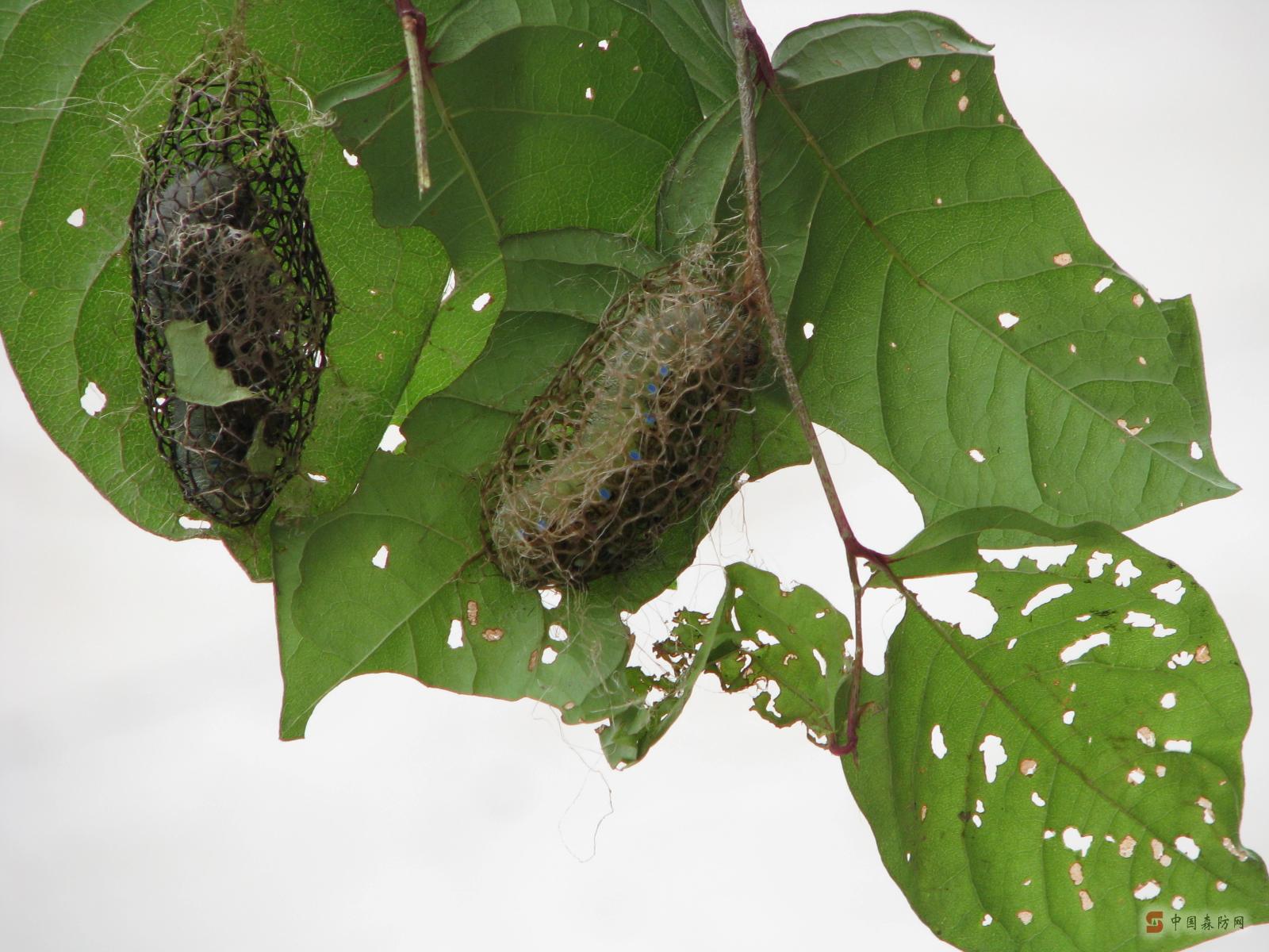  p>银杏大蚕蛾,dictyoploca japonica butler,又名白果蚕,栗大蚕蛾
