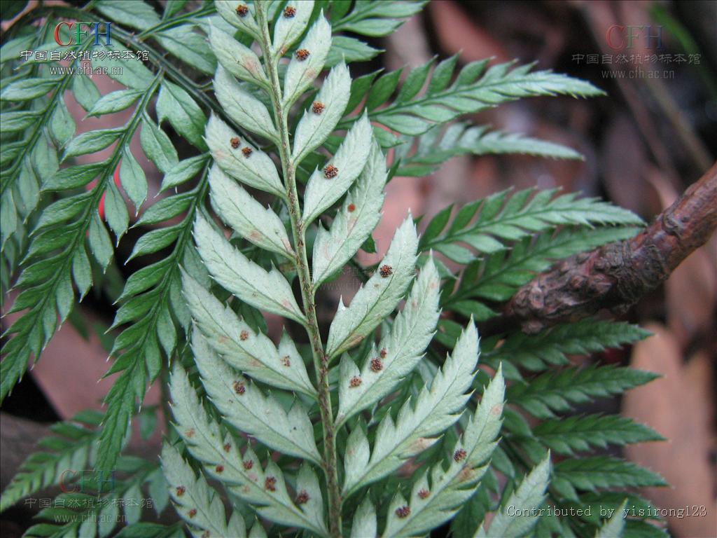  p>草叶耳蕨( a target="_blank" href="/item/学名/8074290" data