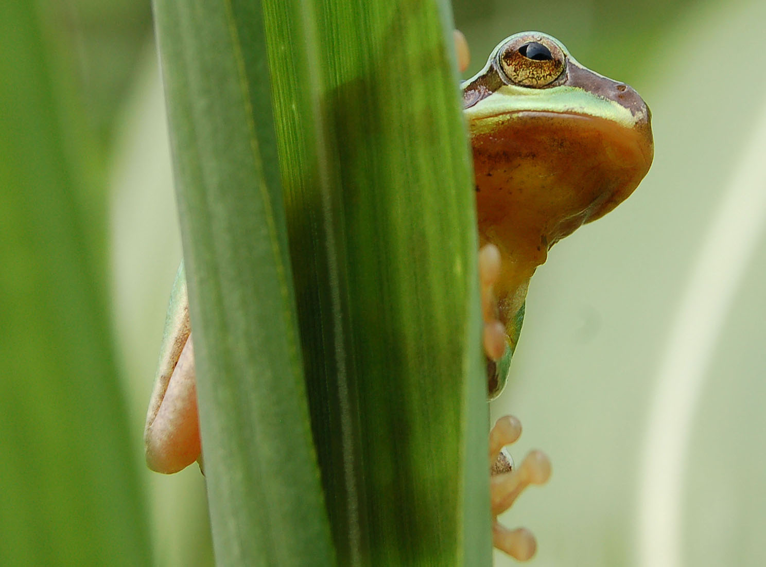  p>雨蛙科(hylidae):无尾目的一科.