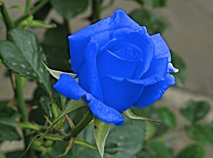 ">蓝色妖姬是一种加工 a target="_blank" href="/item/花卉/229536"