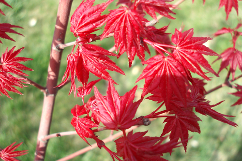  p>日本红枫(学名: i> i> i>acer /i>  i>palma /i> i>tum /i>  /i> 