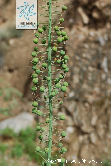  p>独尾草(学名: i>eremurus chinensis /i> fedtsch.