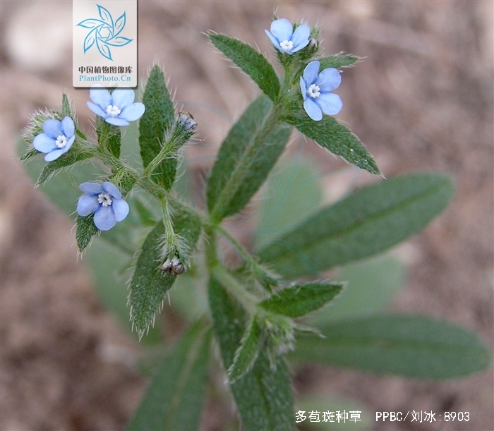  p>多苞斑种草一年生或二年生草本.茎被向上开展的硬毛及伏毛.