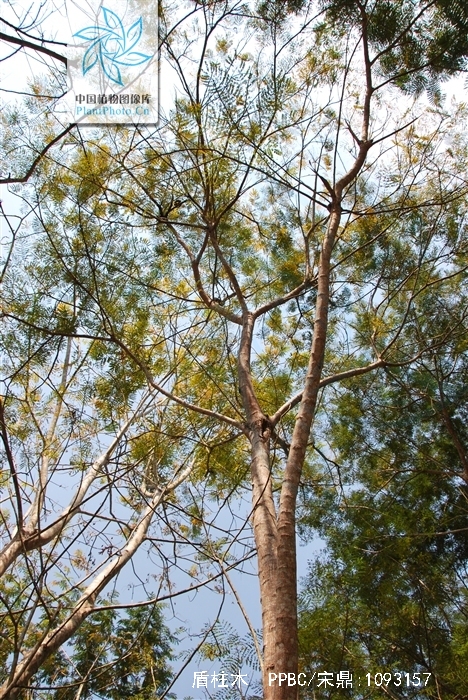  p>盾柱木 (学名:brachytome hainanensis c. y. wu ex w. c.