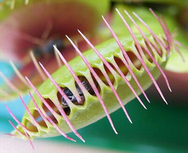  p>捕蝇草,( i>dionaea muscipula /i>),英文名称为venus flytrap,是