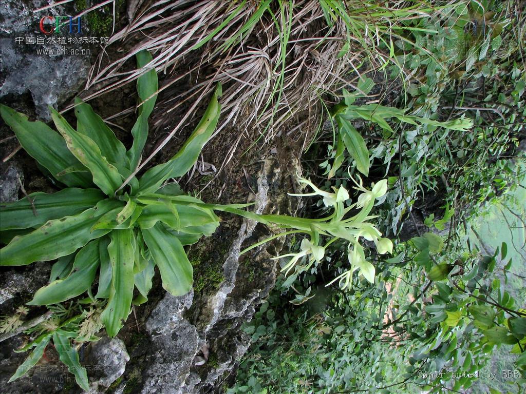  p>线瓣玉凤花是 a target="_blank" href="/item/兰科">兰科 /a> a