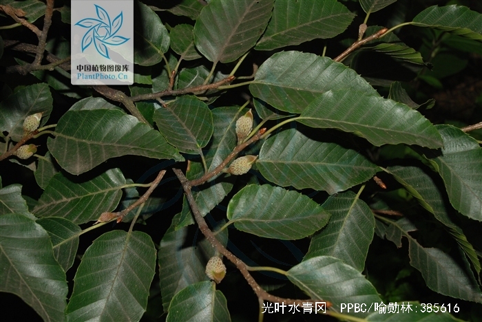 光叶水青冈,红青冈木 - 伤感说说吧