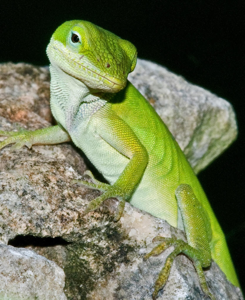  p data-id="gnxbd5qlhc">毒蜥即有毒的蜥蜴,包括北美洲的两种毒蜥,即