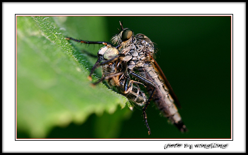 musca domestica vicina