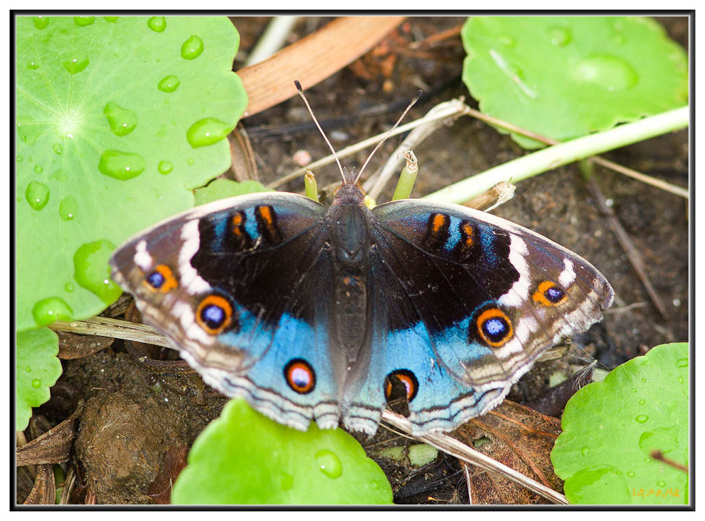 翠蓝眼蛱蝶