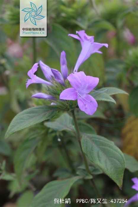  p>假杜鹃(学名: i>barleria cristata  /i>l.