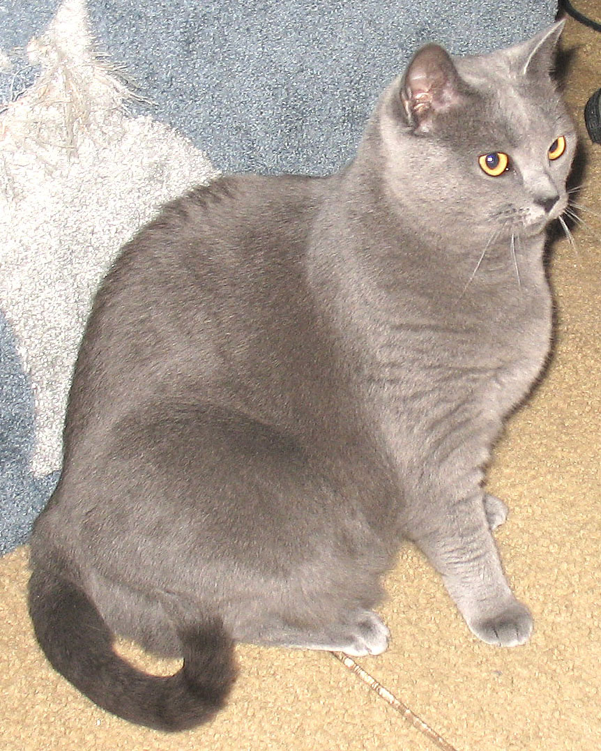  p>夏特尔猫,英文名称:chartreux,白色锁.