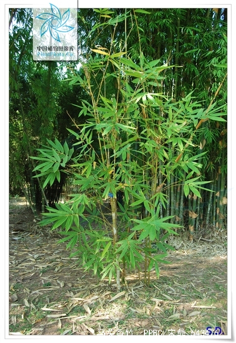  p data-id="gnbcjdqosc">马关香竹,拉丁文名