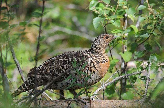  p>松鸡(学名: i>tetrao urogallus /i>):是 a target="_blank" href=