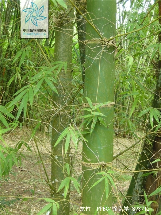  p>龙竹(学名: i>dendrocalamus giganteus /i> munro.