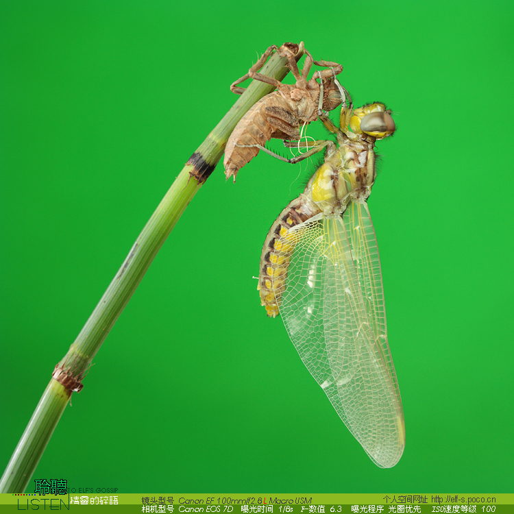  p data-id="tiszxyz3swvn">水虿是蜻蜓目蜓科马大头属昆虫.