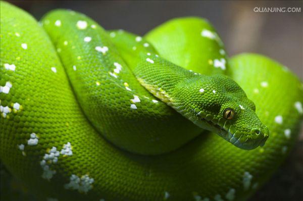  p>绿树蟒 i>(学名:chondropython viridis) /i>产于新几内亚,印度尼