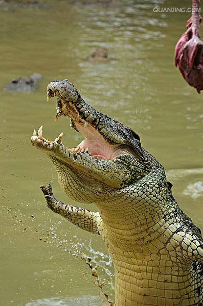 estuarine crocodile