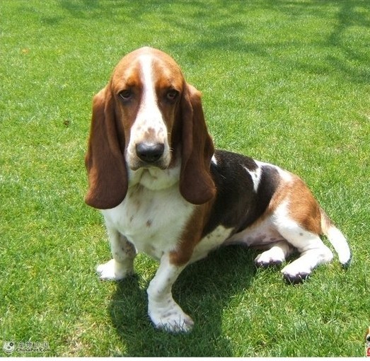 basset hound