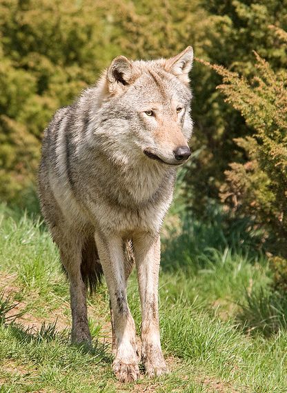 lupus lupus /i>)又名 a href="#" data-lemmaid="6683909">欧亚灰狼 