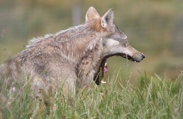  p>普通狼(学名: i>canis lupus lupus /i>)又名 a href="#" data