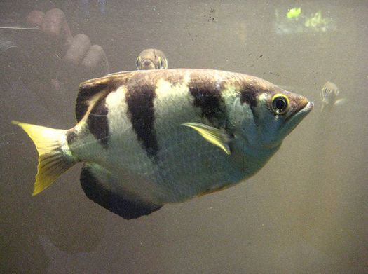  p>射水鱼(英文名称:archer fish)是印度洋-太平洋地区射水鱼科,5种鱼