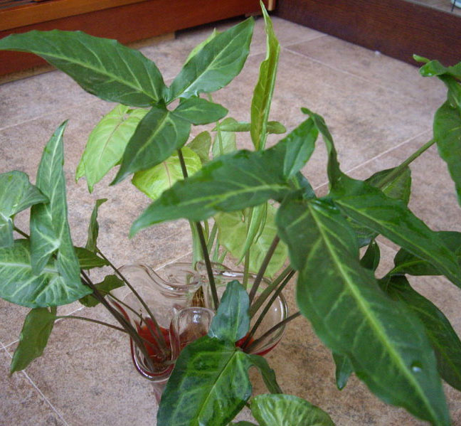 合果芋