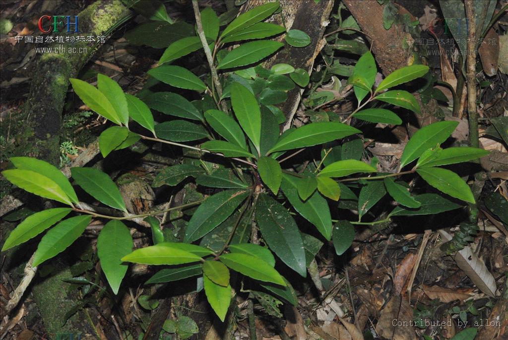 p>大罗伞树,ardisia hanceana mez,生长在海拔430-1500米的山谷,山坡