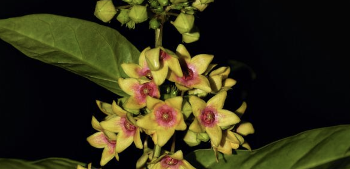 ex wight)是夹竹桃科娃儿藤属植物,匍匐性藤状灌木;茎,叶的两面,叶柄
