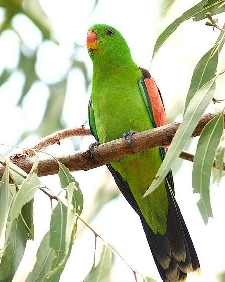  p>红翅鹦鹉北澳亚种,别名:红翅鹦鹉几内亚亚种,拉丁学名:aprosmictus