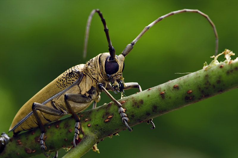  p>鞘翅目(学名:coleoptera)是昆虫纲中乃至动物界种类最多,分布最广