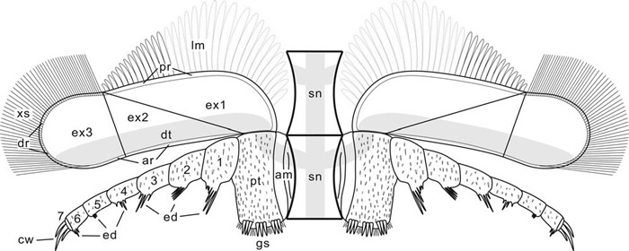 宜良红石崖虫(hongshiyanaspis yiliangensis)的最新研究成果