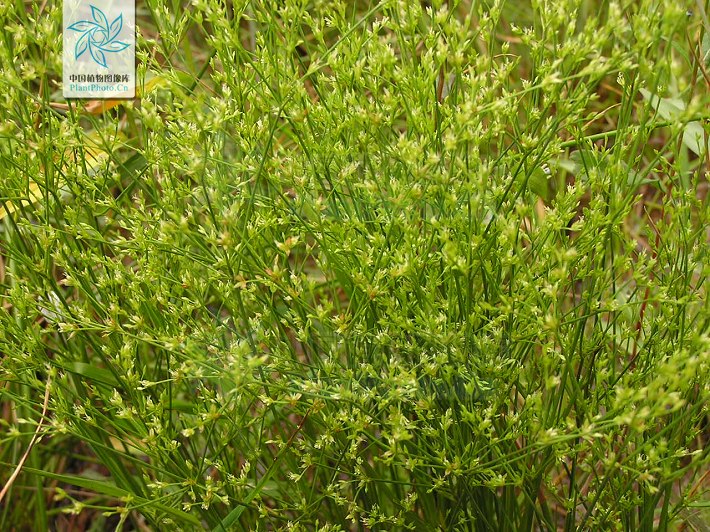  p> b>乳头灯芯草 /b>(学名: i>juncus papillosus /i>)为 a href="#"