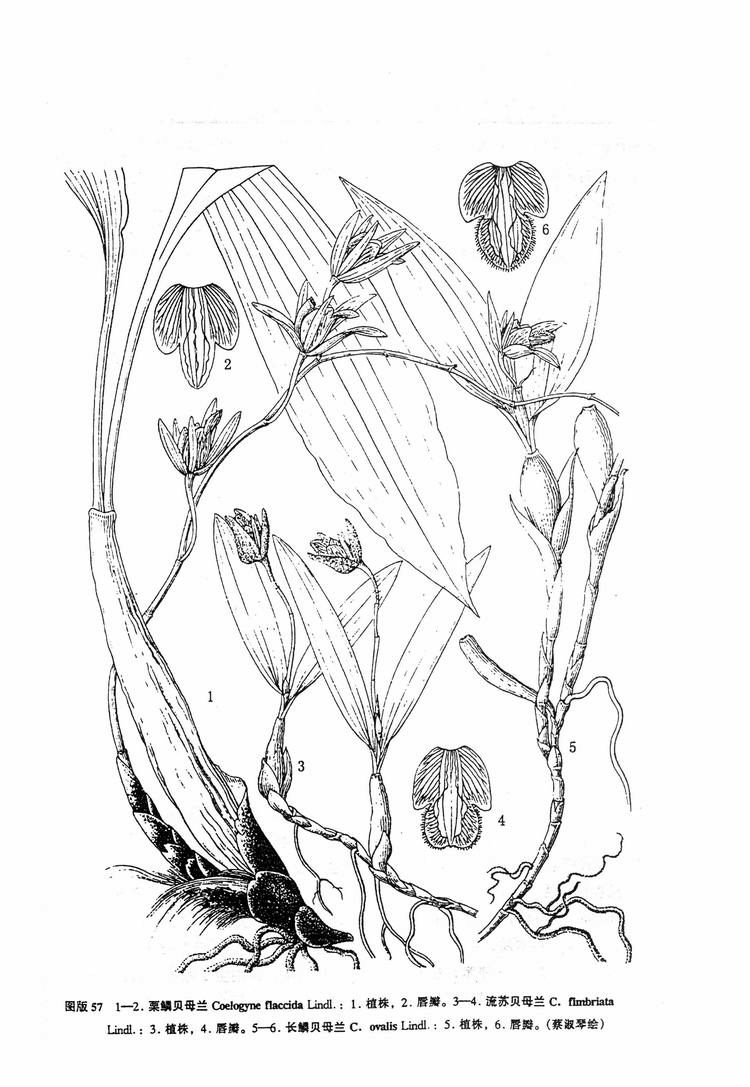  p>贝母兰(学名: i>coelogyne cristata /i>  lindl.